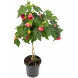 Abutilon