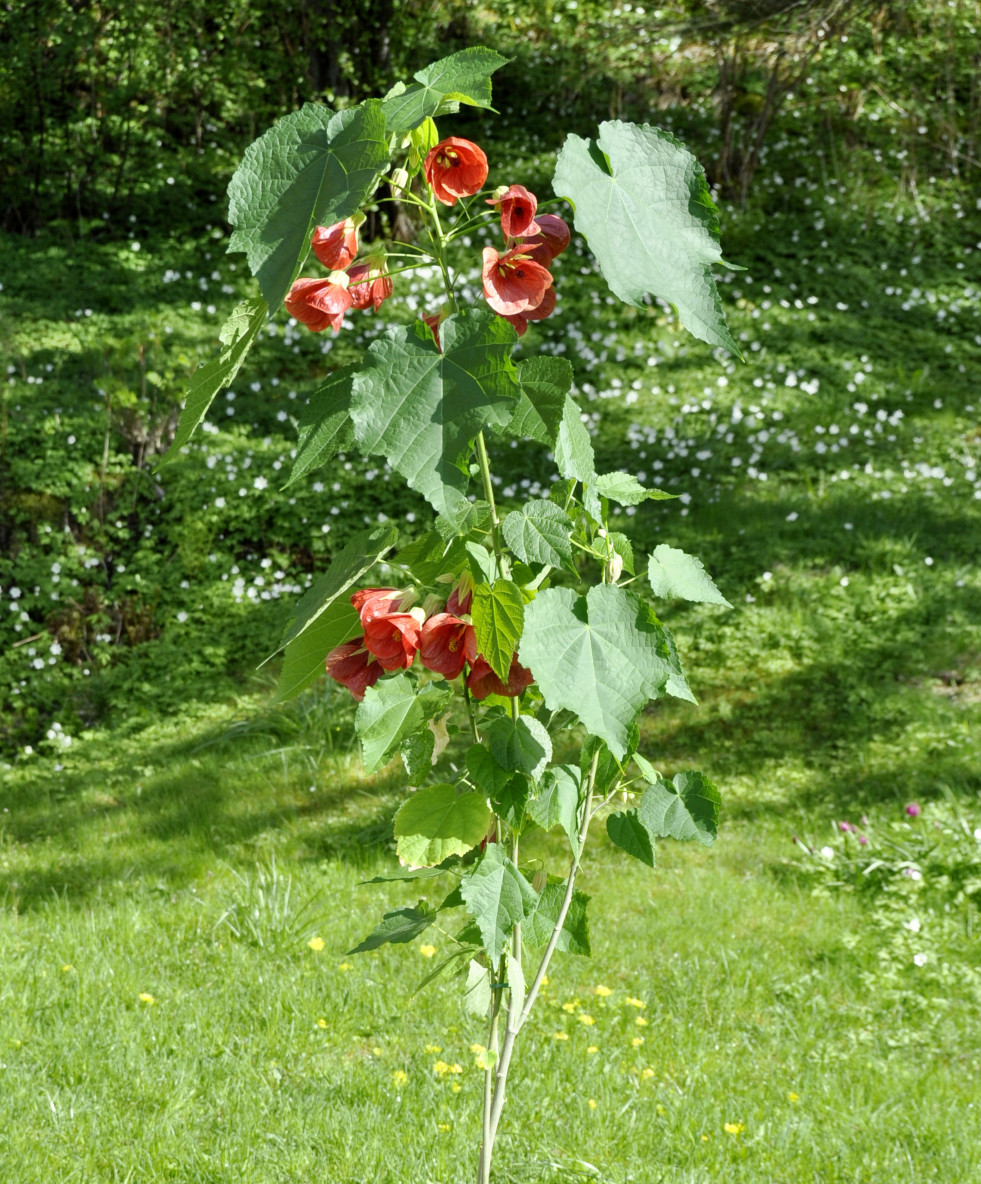 Abutilon als tuinplant