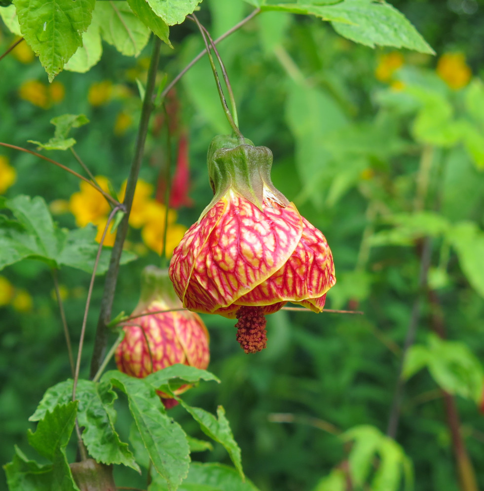 Abutilon 'Tiger Stripe'