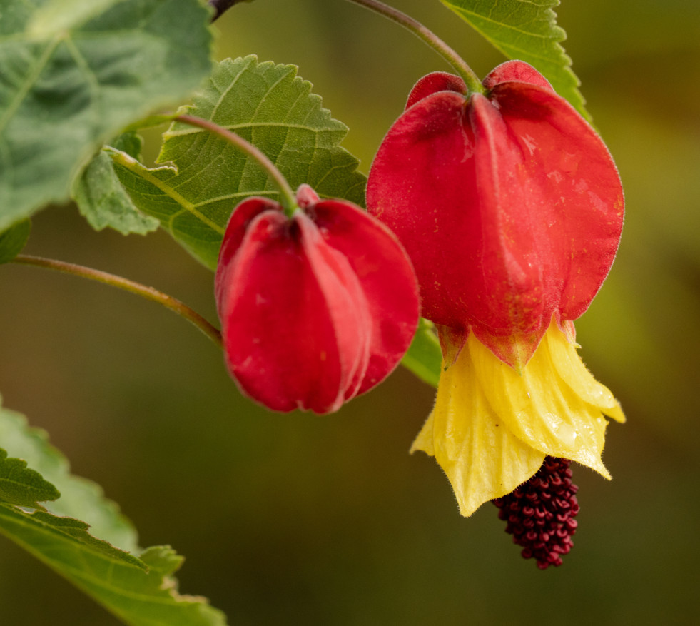 Bloeiwijze Abutilon megapotamicum
