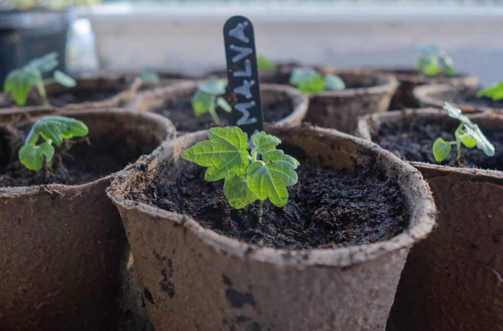 Abutilon kiemplantjes