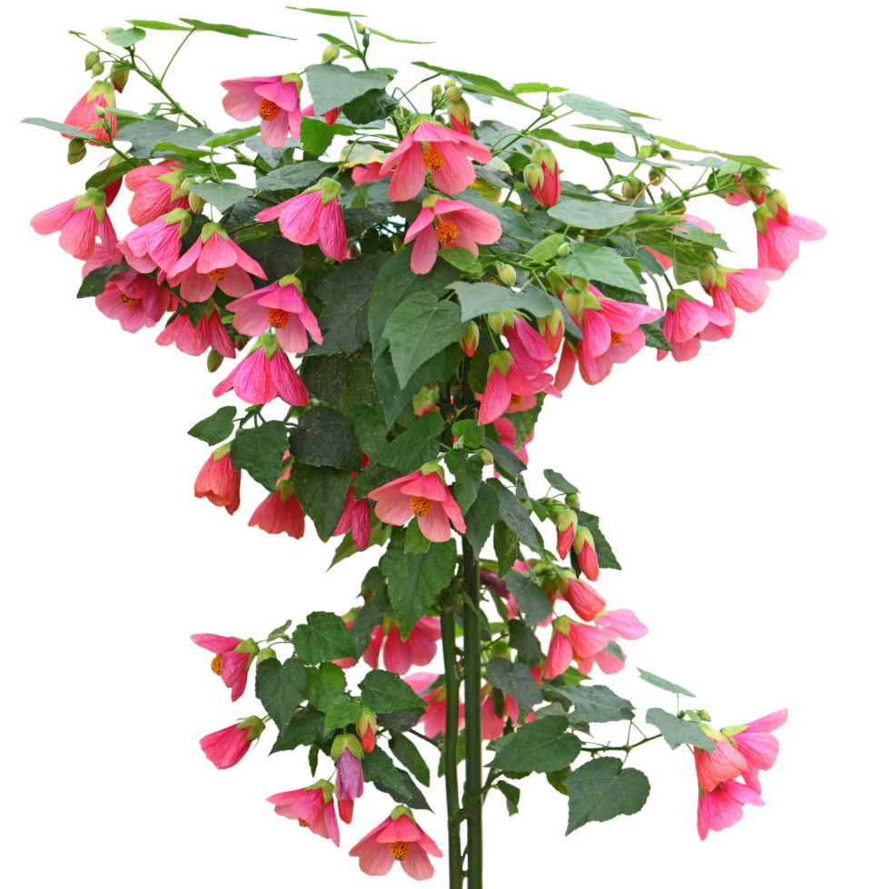 Abutilon 5
