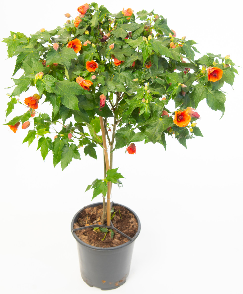 Abutilon 2