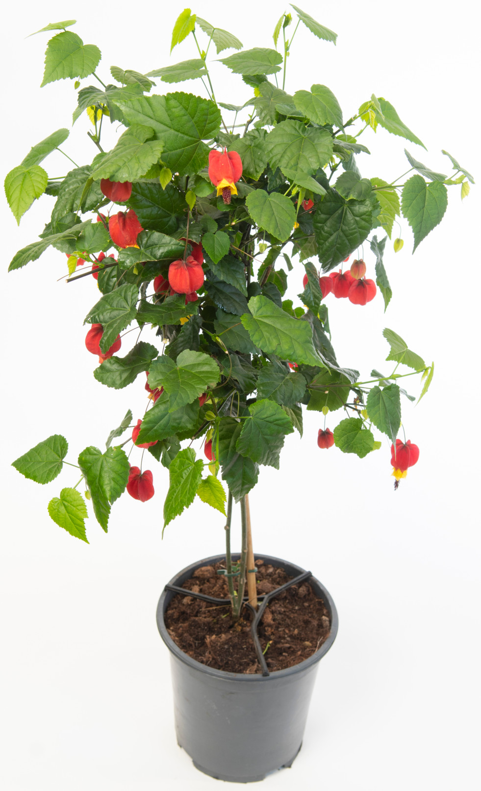 Abutilon 3