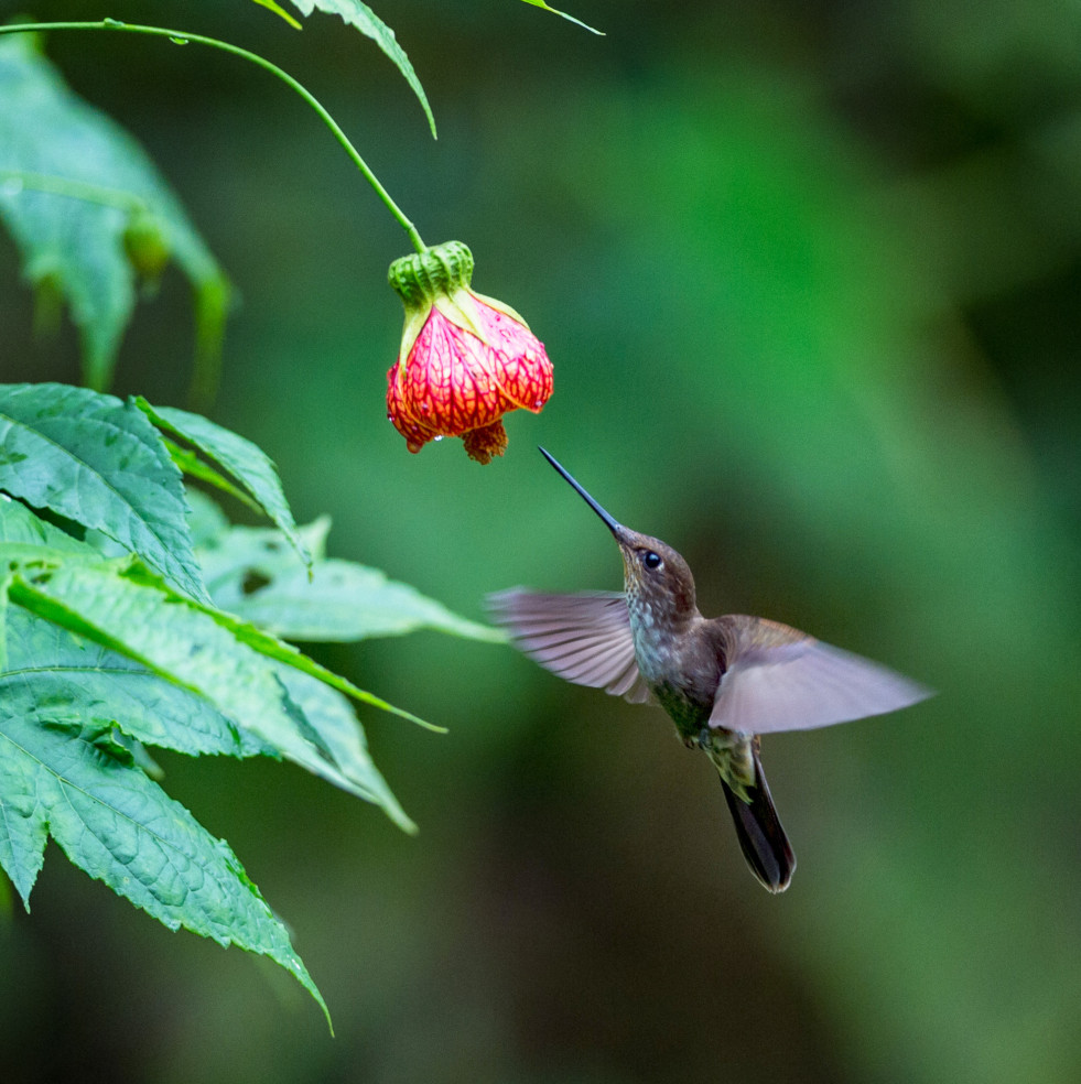 Kolibrie met abutilonbloem 2