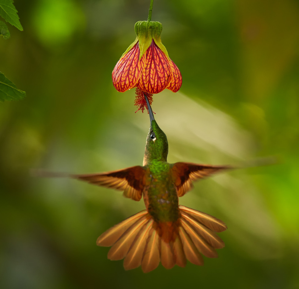 Kolibrie met abutilonbloem 1