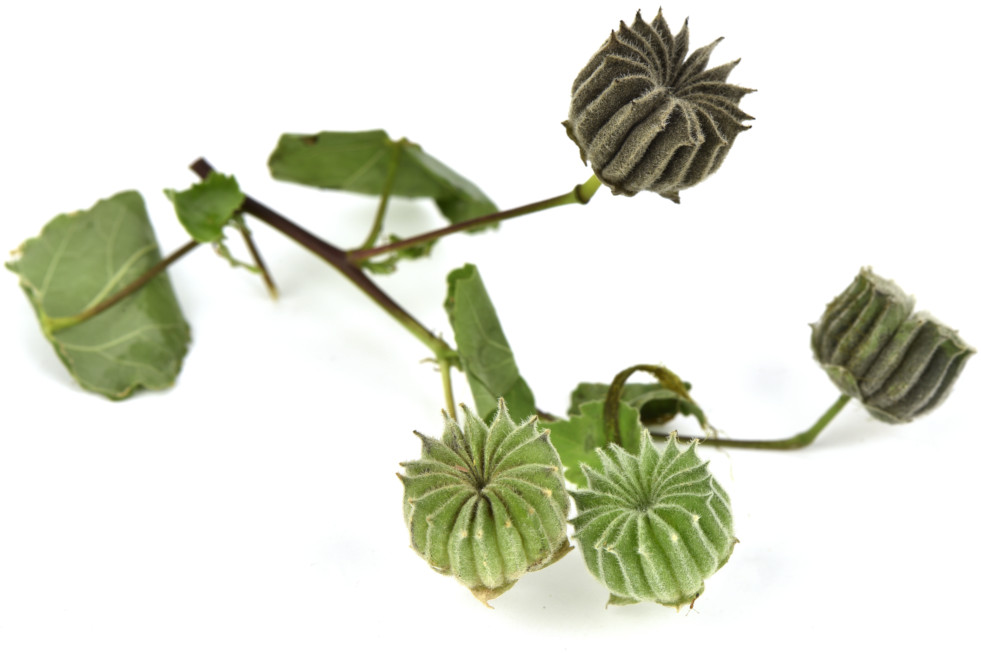 Zaaddozen abutilon