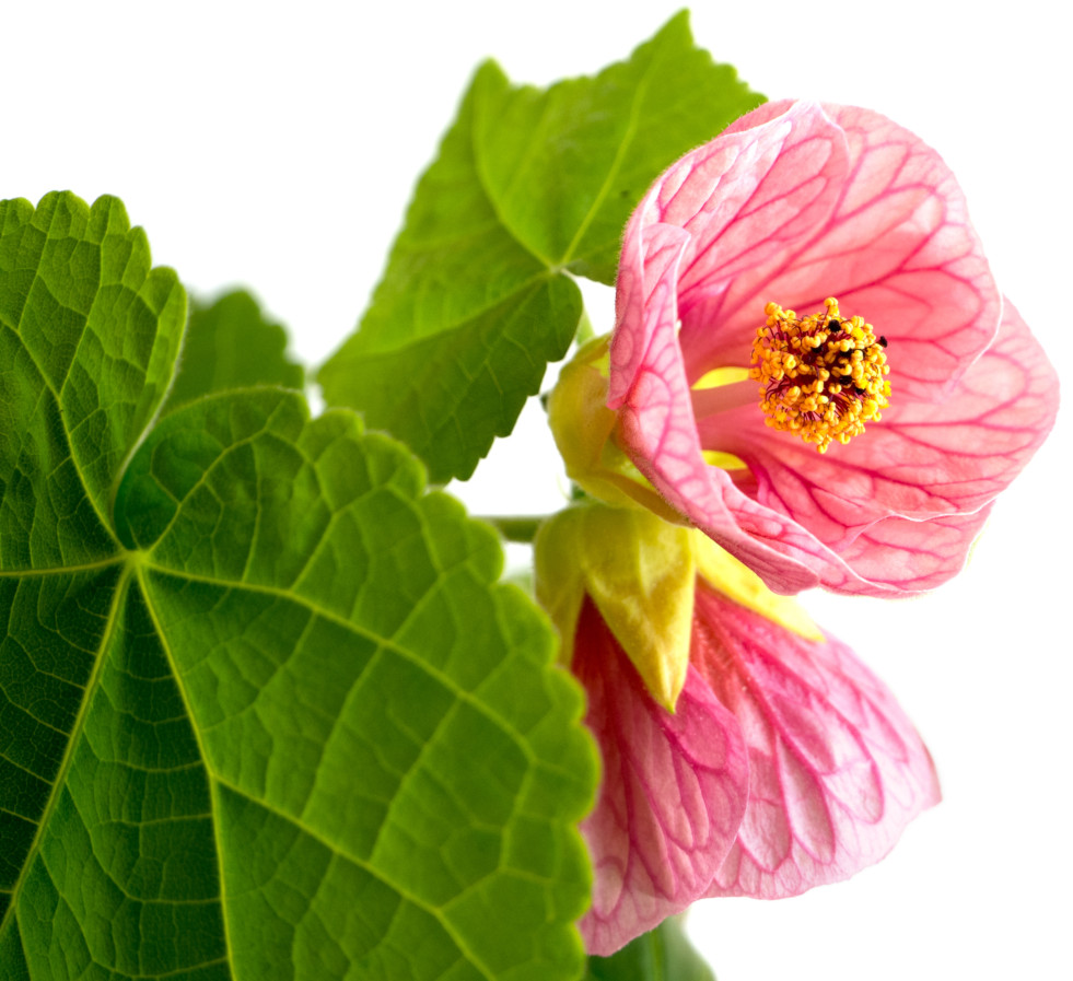 Abutilon bloeiwijze detail