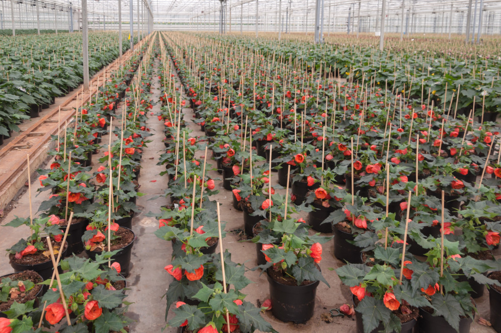 Abutilons in een Nederlandse kwekerskas