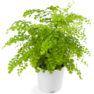 Adiantum (venushaar)