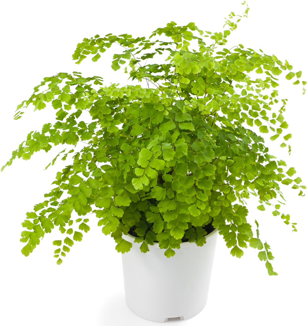Adiantum