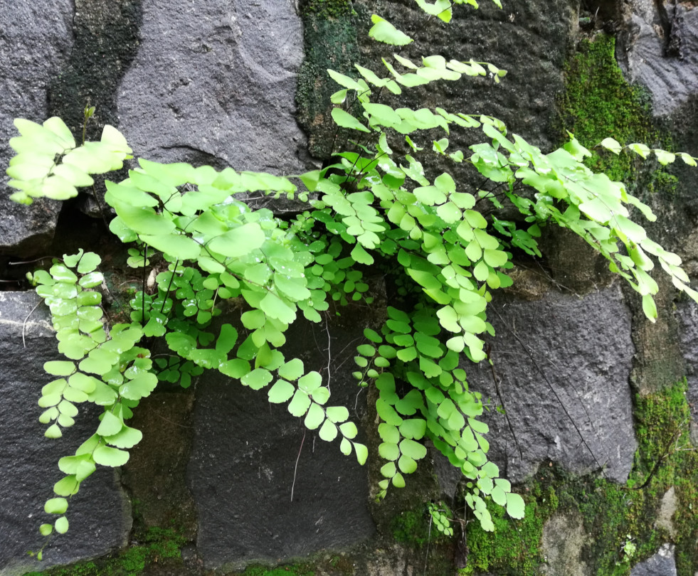 Adiantum capillus-veneris 2