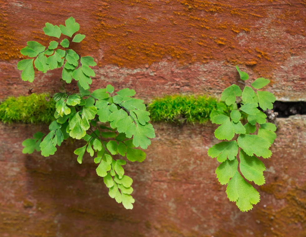 Adiantum capillus-veneris