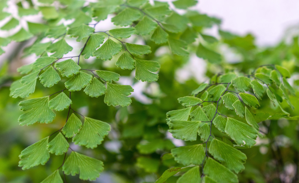Adiantum 2