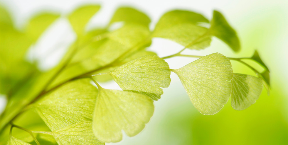 Adiantum 3