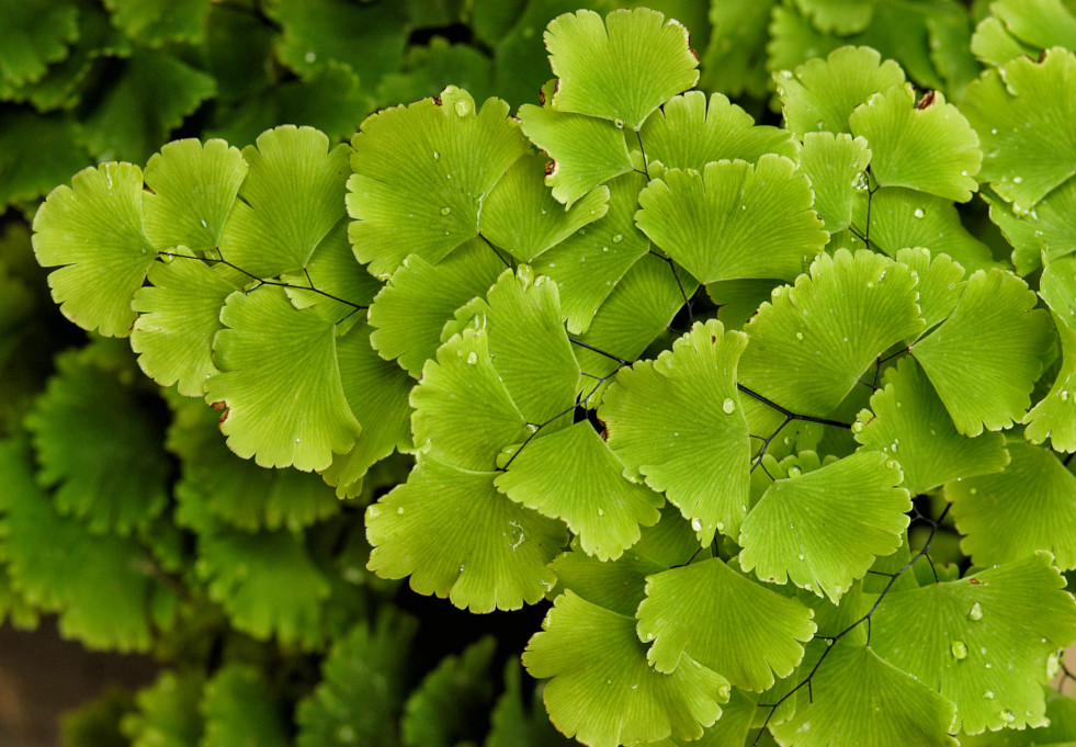 Adiantum raddianum
