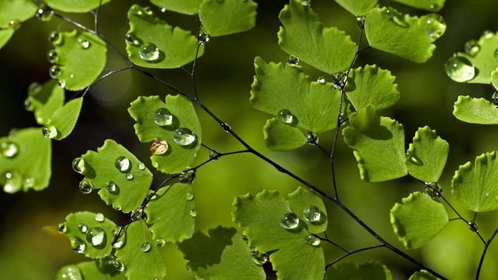 Adiantumloof waterafstotend