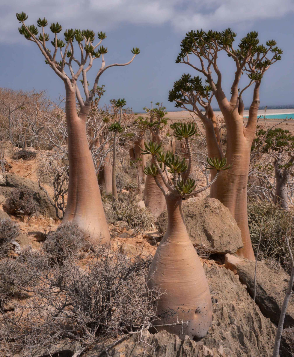 Adeniums in het wild op Socotra