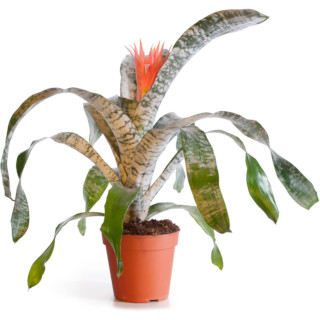 Aechmea (kokerbromelia)