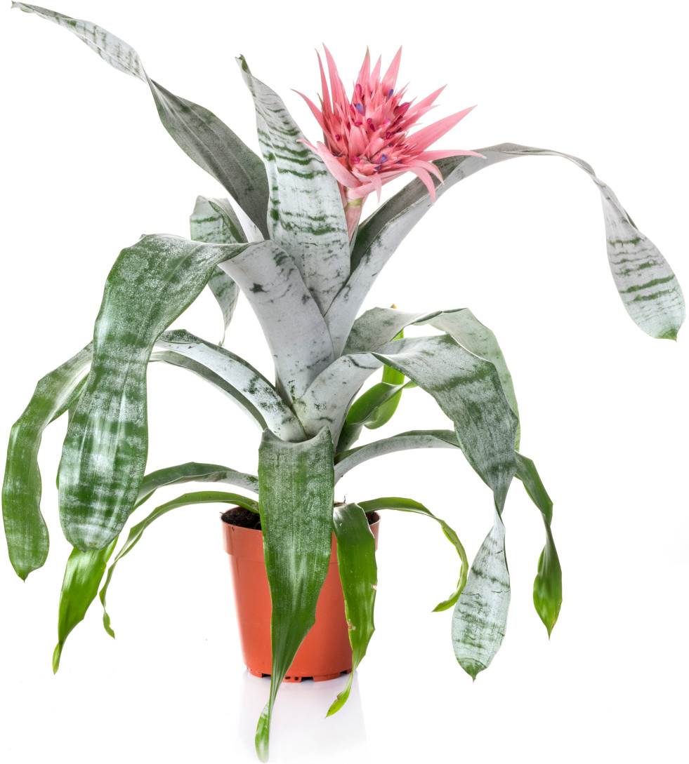 Aechmea 2