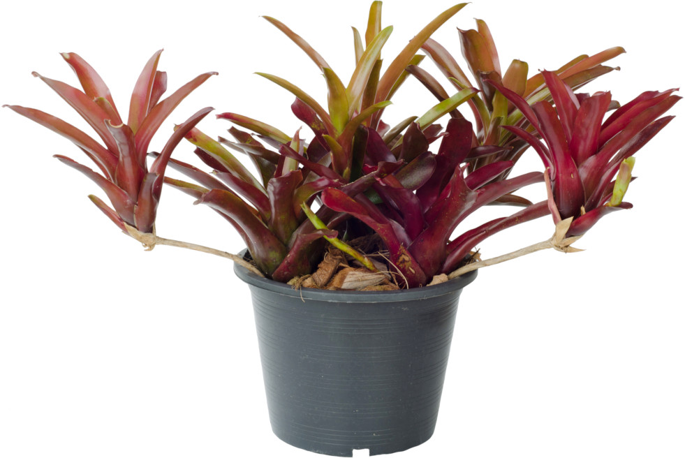 Aechmea met spruiten