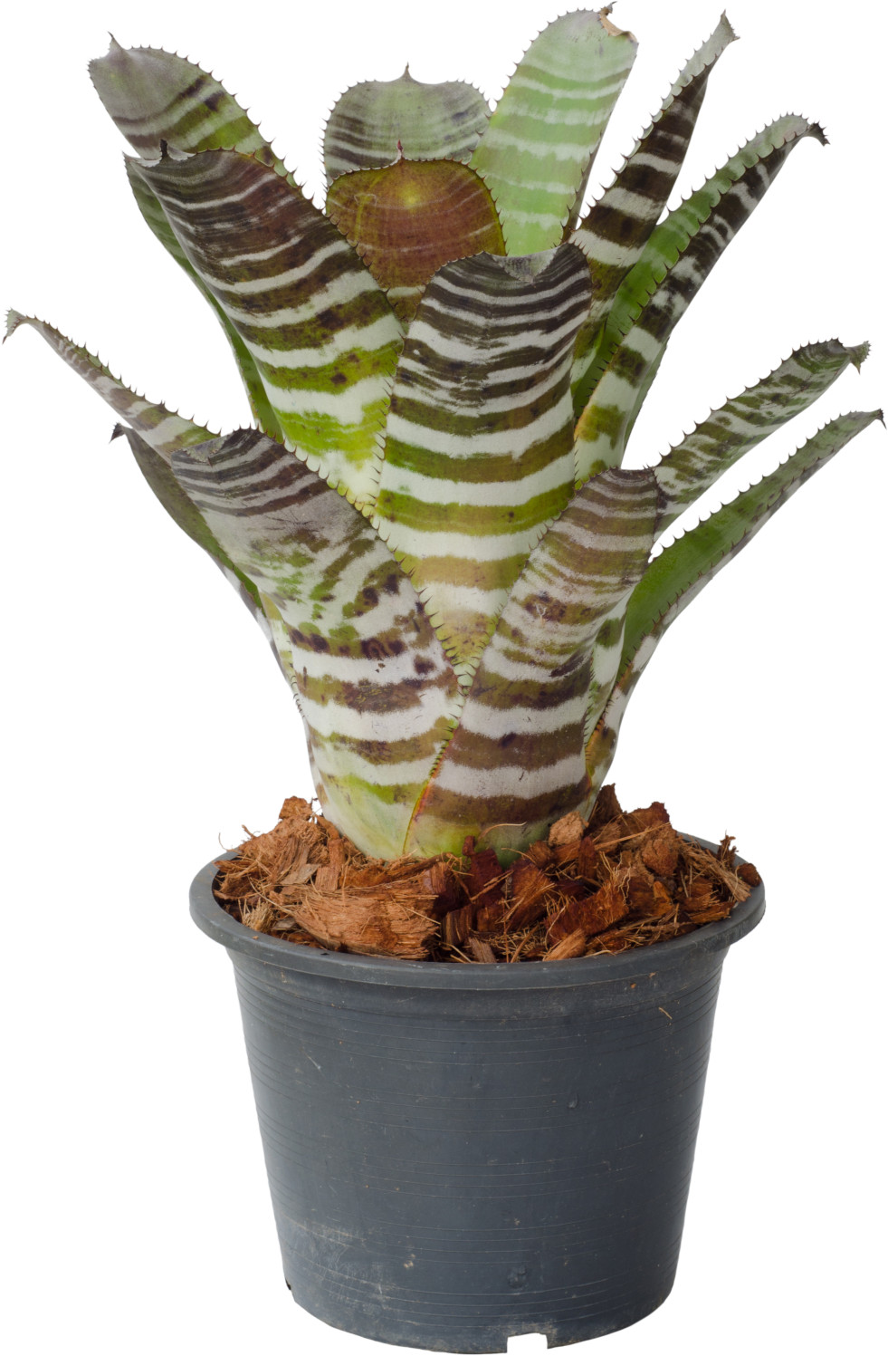 Aechmea 3