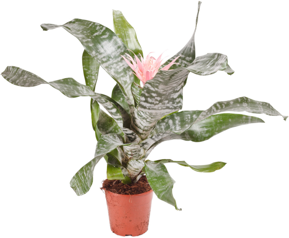 Aechmea 5