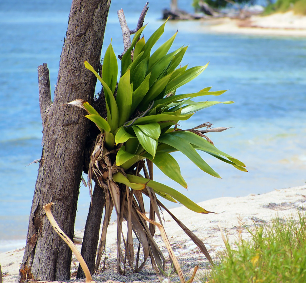Aechmea aan de Caraïbische kust