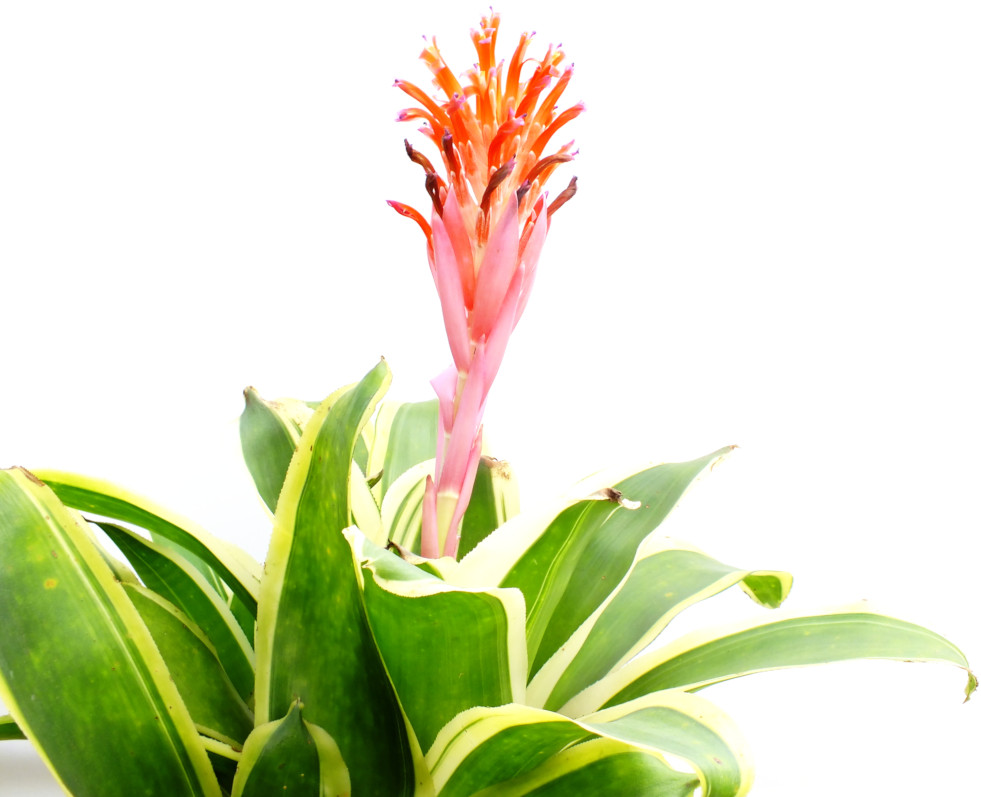Aechmea bloeiwijze