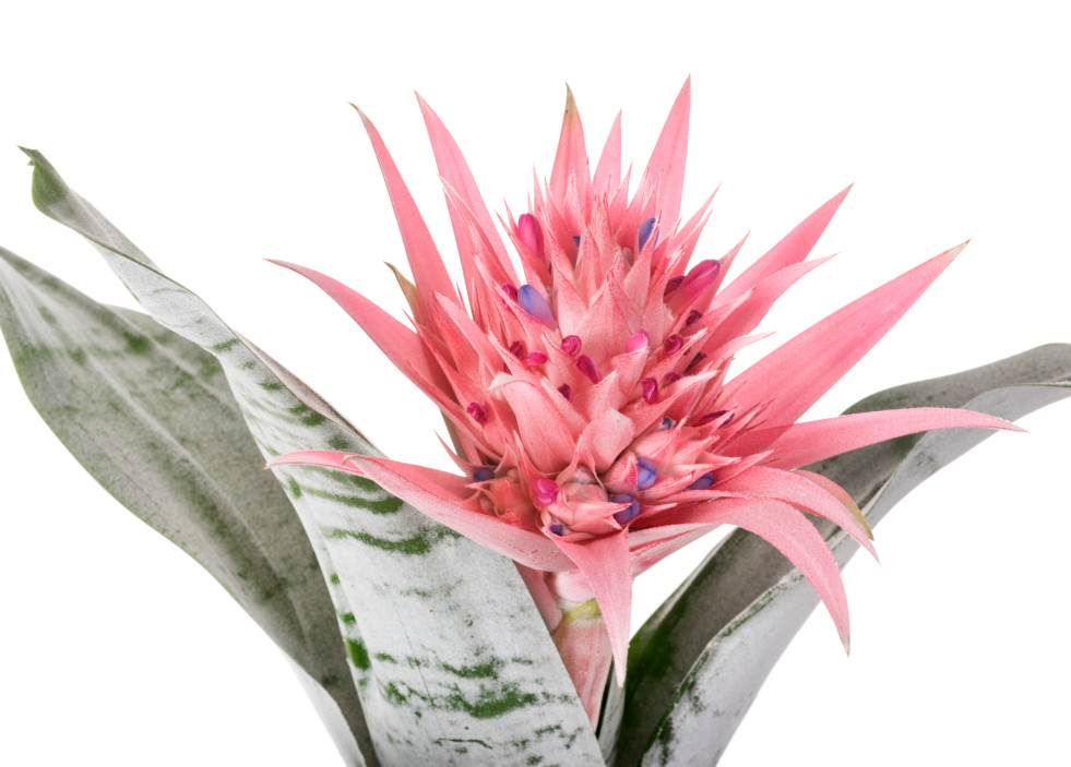 Aechmea fasciata