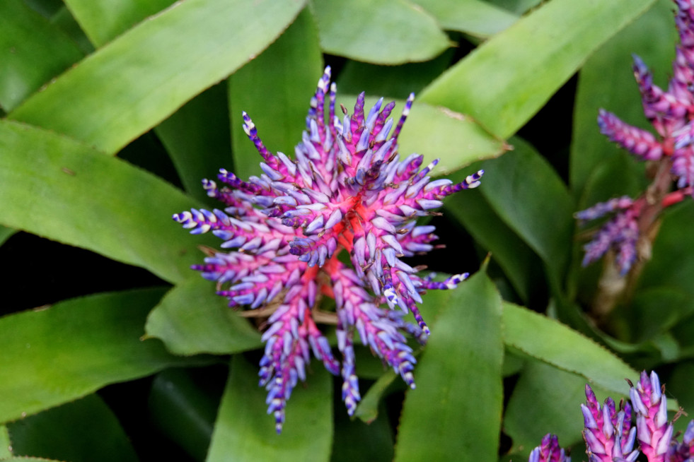 Aechmea Blue Rain