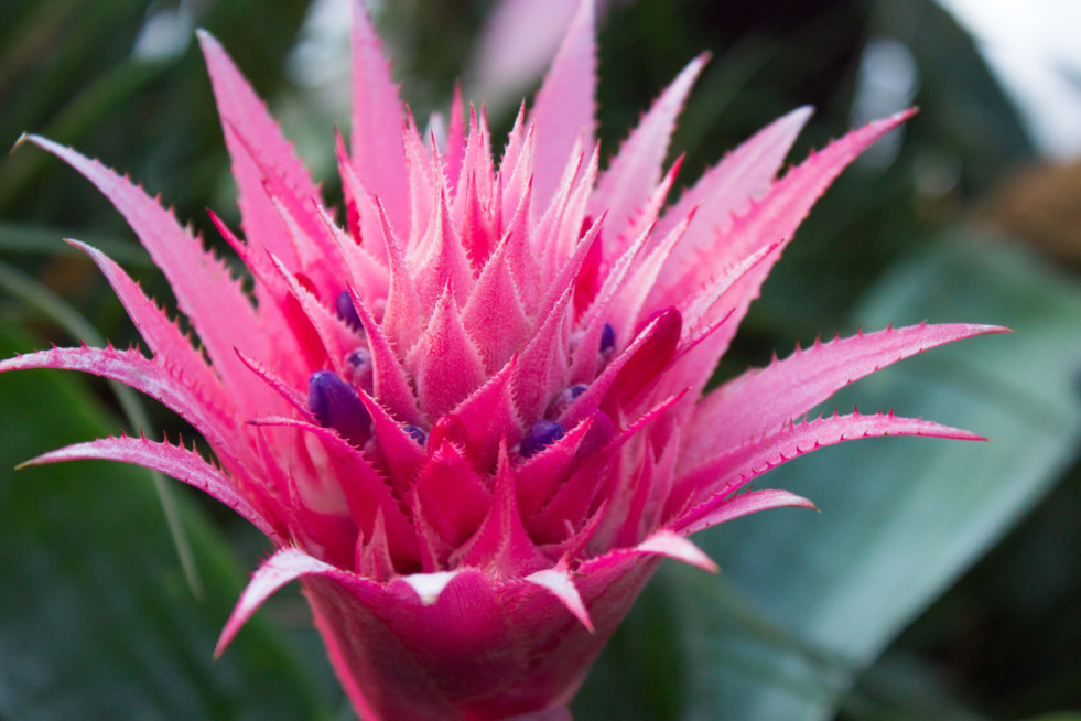 Aechmea fasciata 2