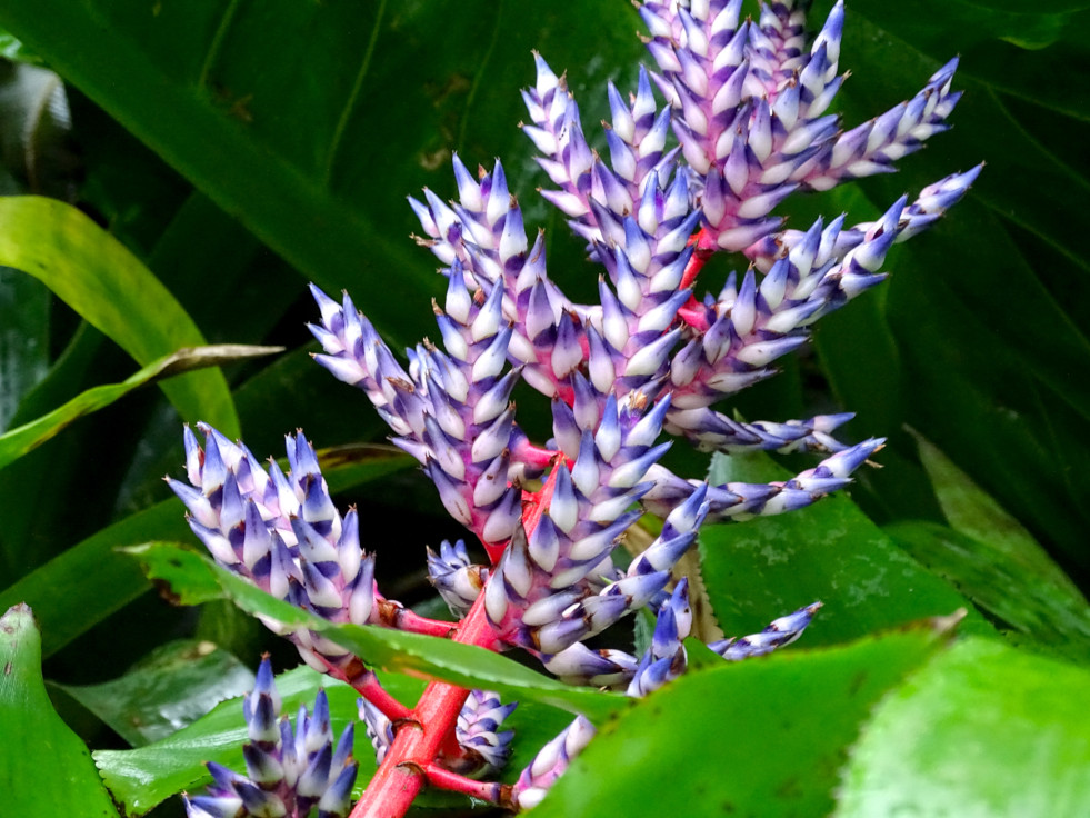 Aechmea 'Blue Rain' 2