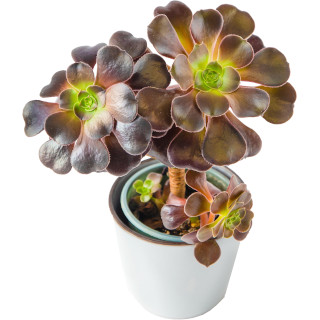 Aeonium