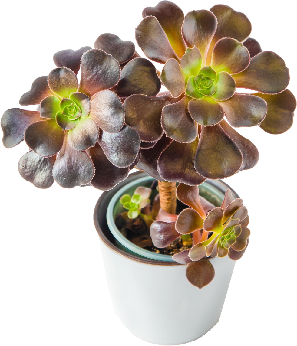 Aeonium arboreum