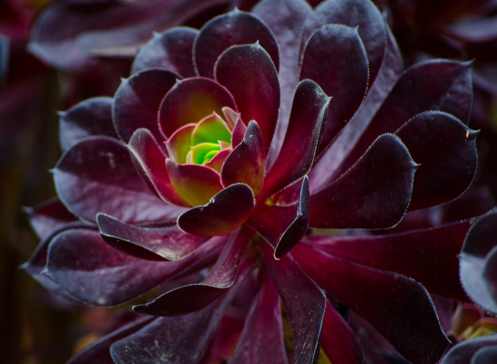Aeonium  arboreum atropurpureum