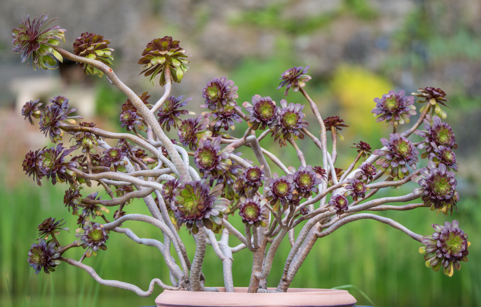 Aeonium  arboreum 