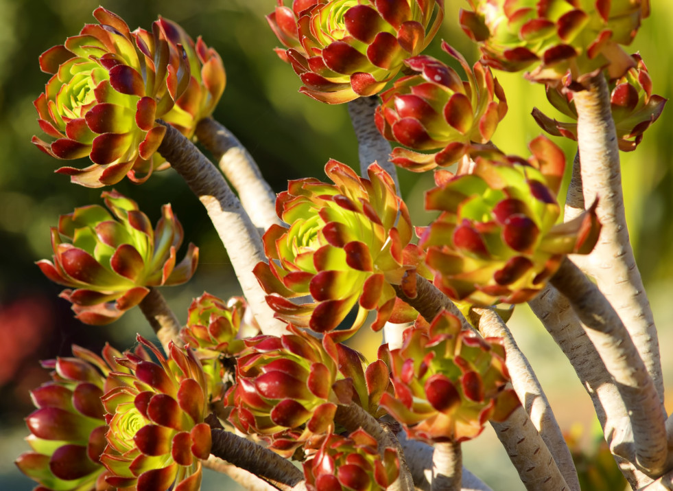 Aeonium arboreum 2