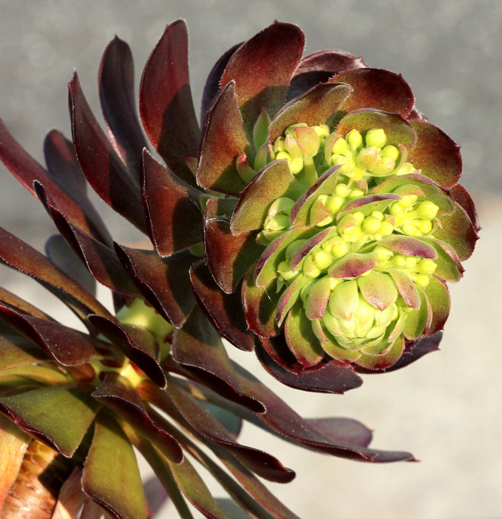 Aeonium arboreum in bloei