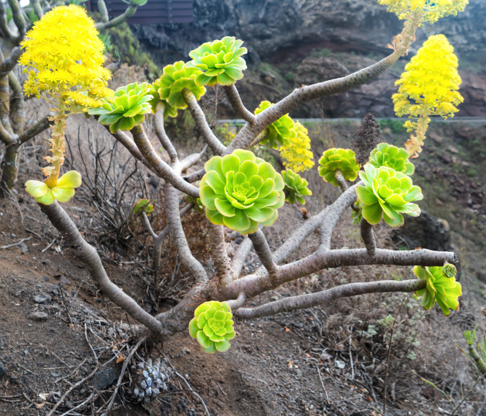 Aeonium arboreum in bloei op Tenerife