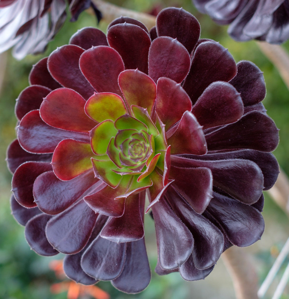 Aeonium arboreum Zwartkop