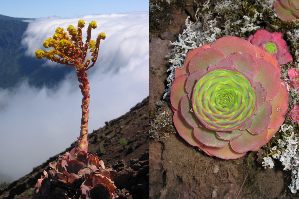 Aeonium aureum