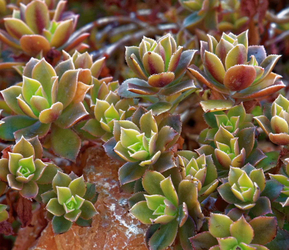 Aeonium decorum