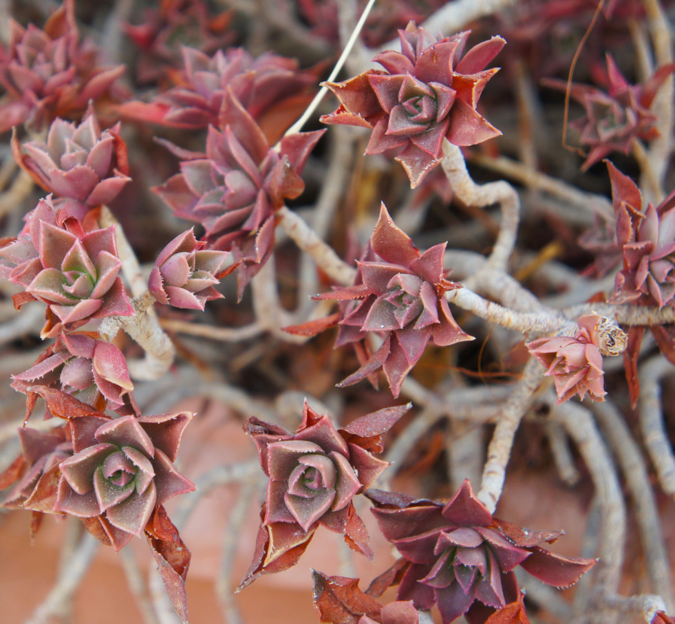Aeonium decorum 2