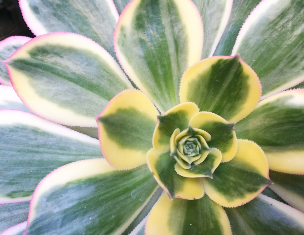 Aeonium decorum Tricolor