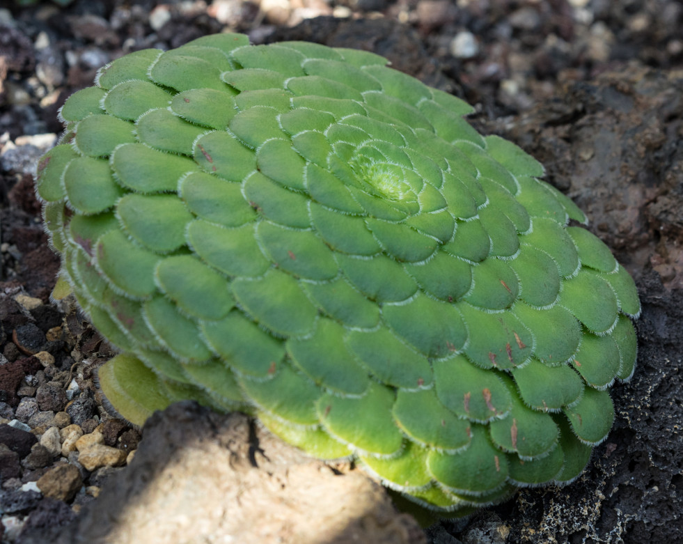 Aeonium tabuliforme