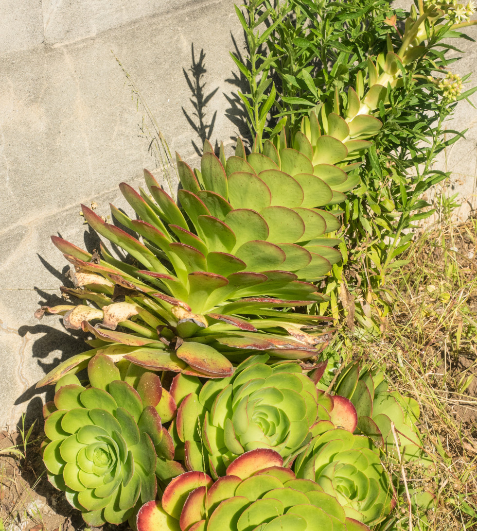 Aeonium tabuliforme in bloei