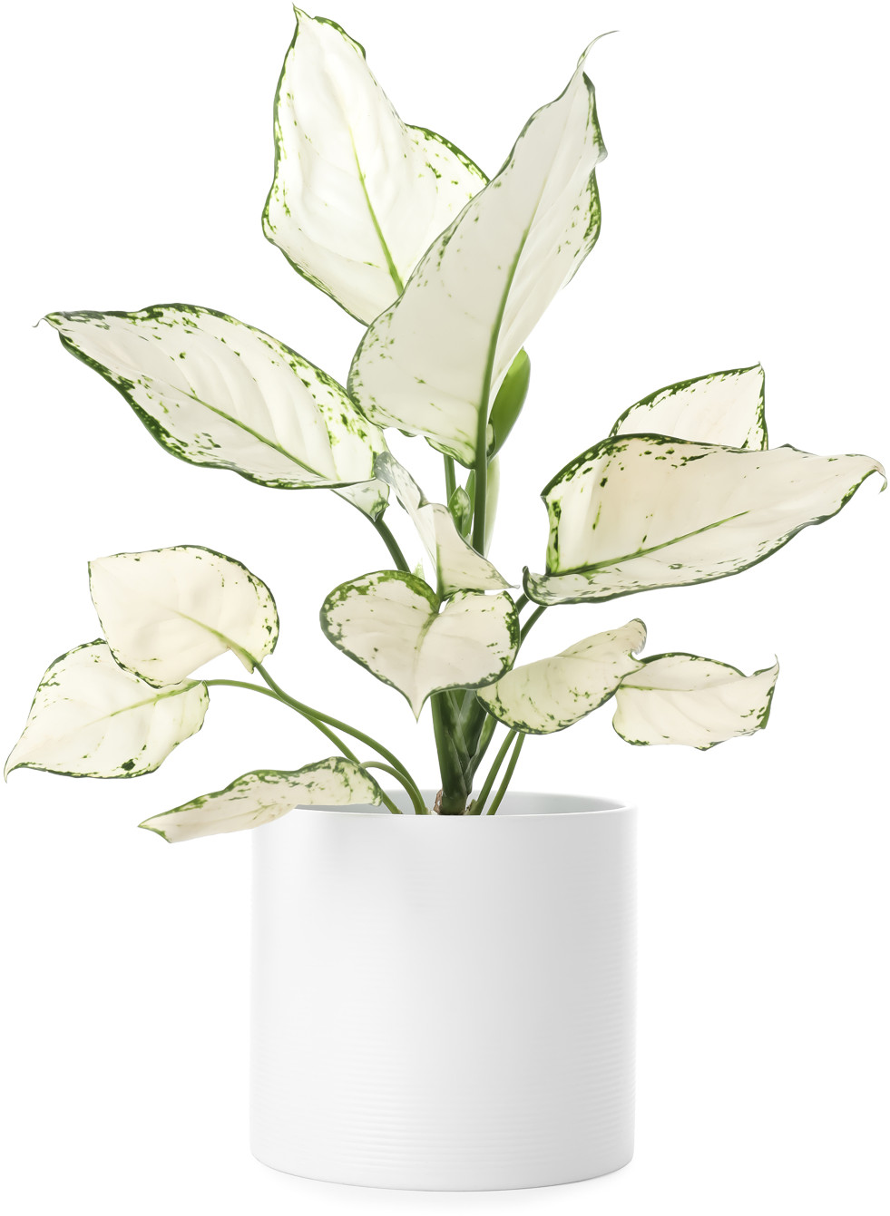 Aglaonema witbont