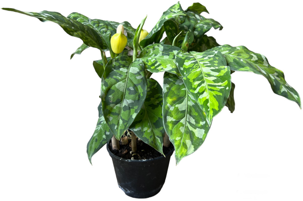 Aglaonema pictum 2