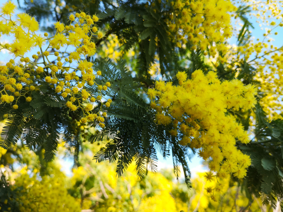 Albizia